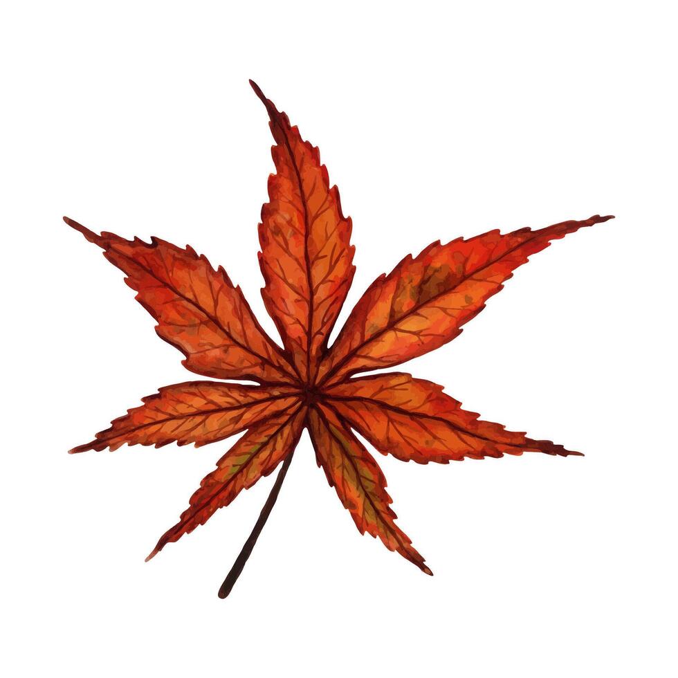Bright red autumn leaf of a japanese maple tree, hand drawn watercolor illustration isolated on white background. For design of patterns, textiles, stickers, postcards, greeting cards, invitations. vector