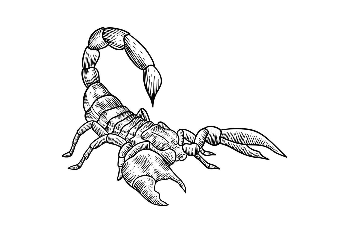 black and white hand drawing of a scorpion ready to sting vector