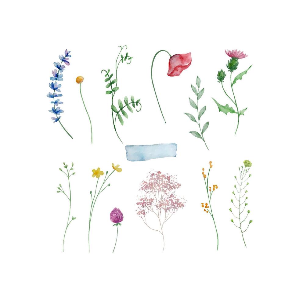 Watercolor wildflowers, delicate botanical illustration vector