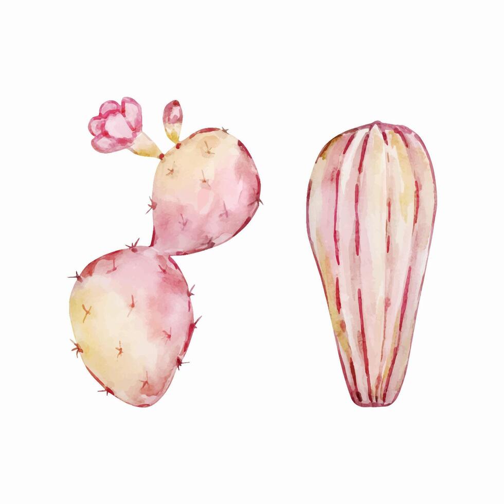 Watercolor cactus, desert mexican plants vector