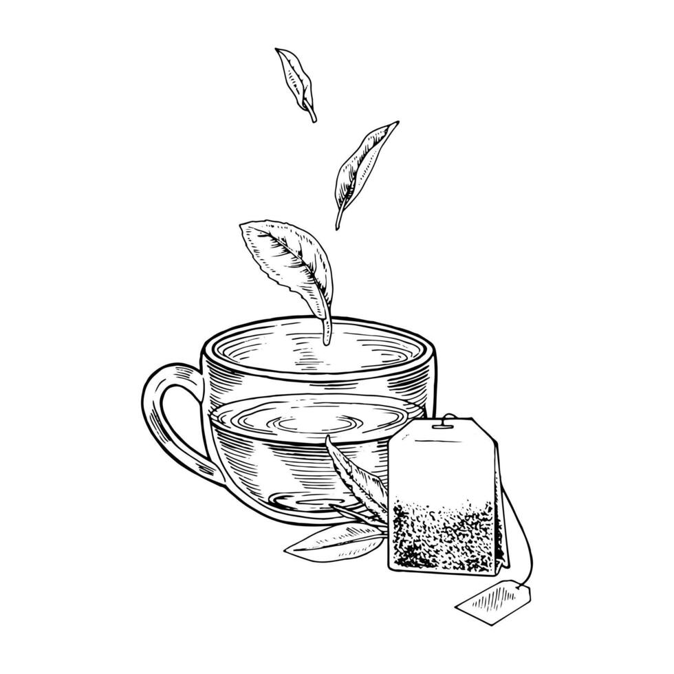 Tea Cup with leaves floating above it. hand-drawn illustration. Glass mug with infuser bag sketch drawing. Black and white vintage art. With editable backgrounds. For cards and drink packaging vector