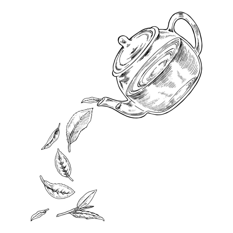 Tea leaves are pouring out of the Teapot. hand drawn illustration. Glass pot sketch drawing. Black and white vintage art. Editable composition with backgrounds. For herbal drinks and cards vector