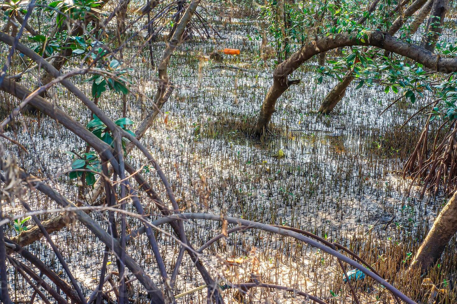 The mangrove forests in tropical areas. photo