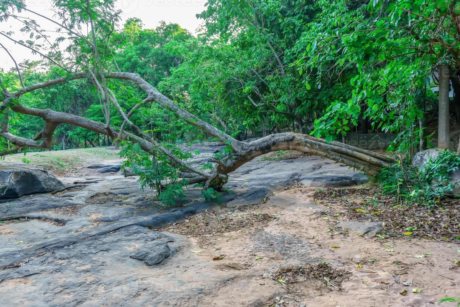 Trees that fall, but their roots are still strong. photo