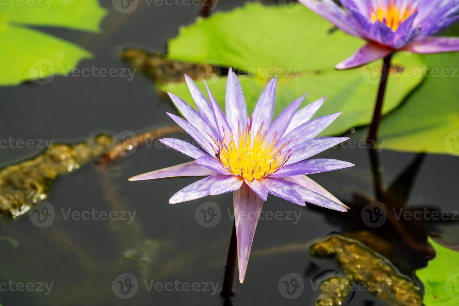 Lotus is many colors and beautiful in ponds, is a symbol of Buddhism. photo