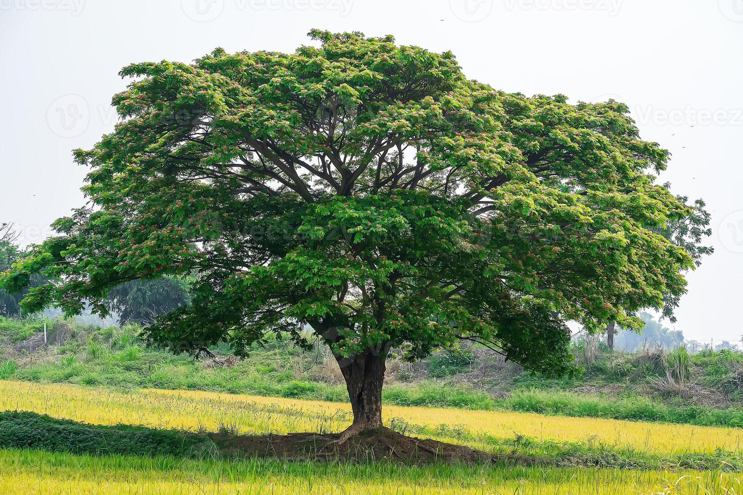 A large tree stood out in the middle of the field. photo