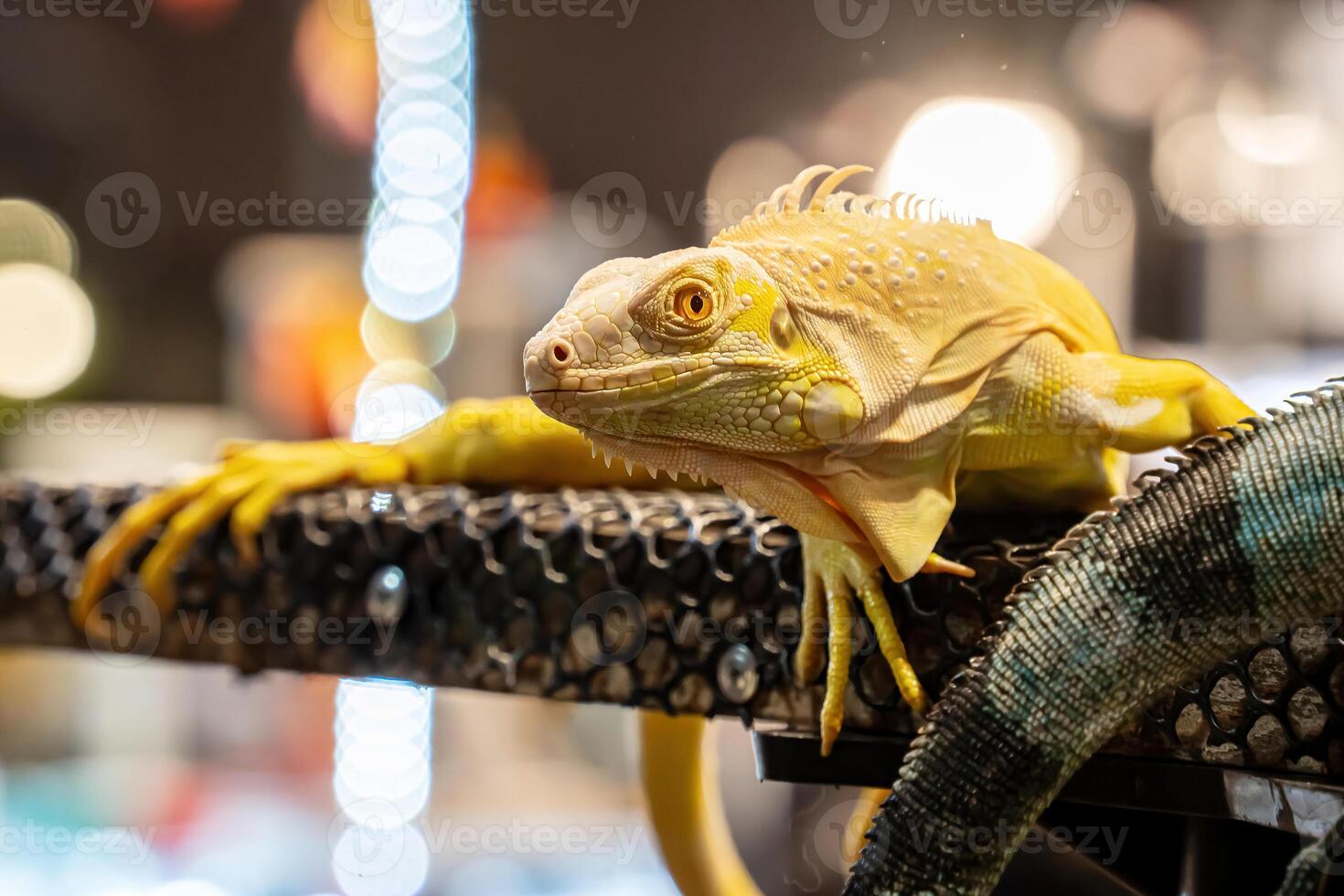 Yellow Albino Iguana photo
