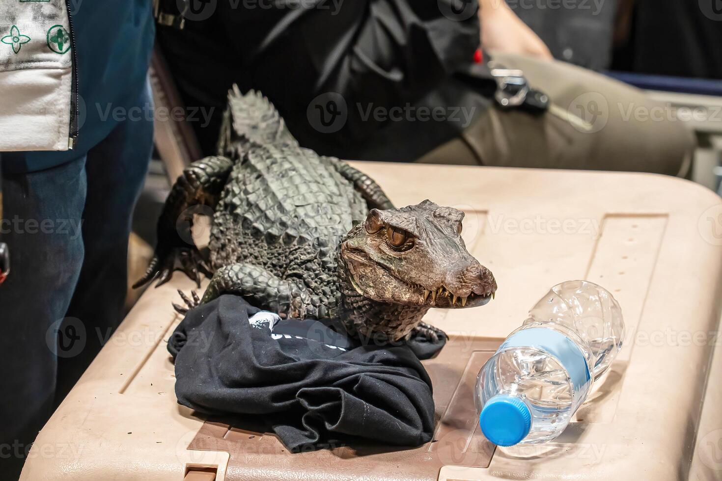 Dwarf crocodile is the smallest type of crocodile in the world. photo
