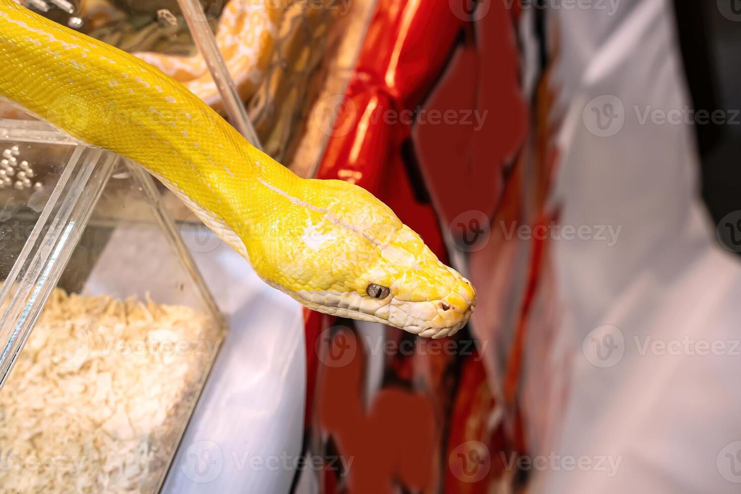 Albino burmese python is slithering. It's a popular pet in Thailand. photo