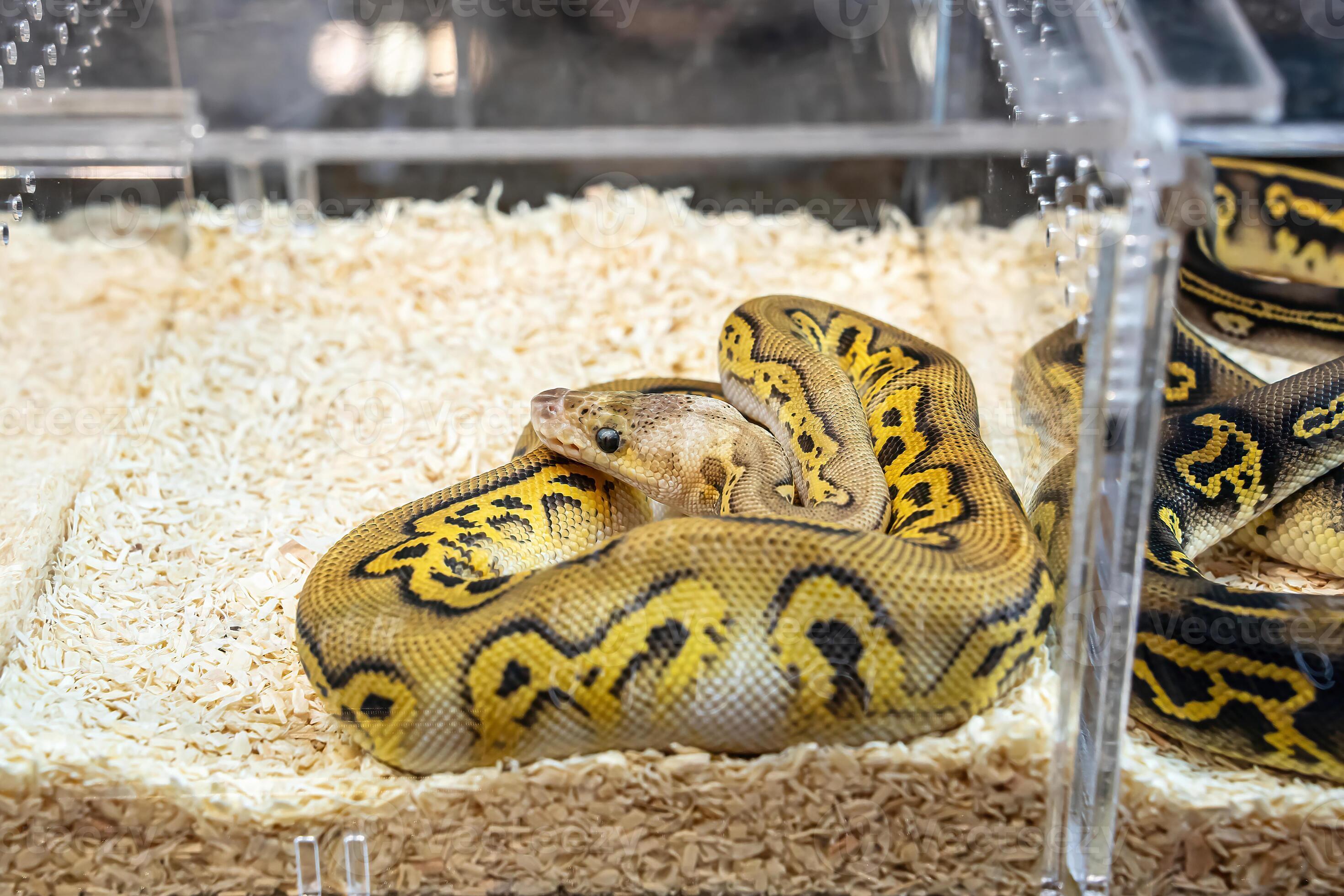 Ball python in the glass cabinet waiting to be sold. It's a popular pet ...