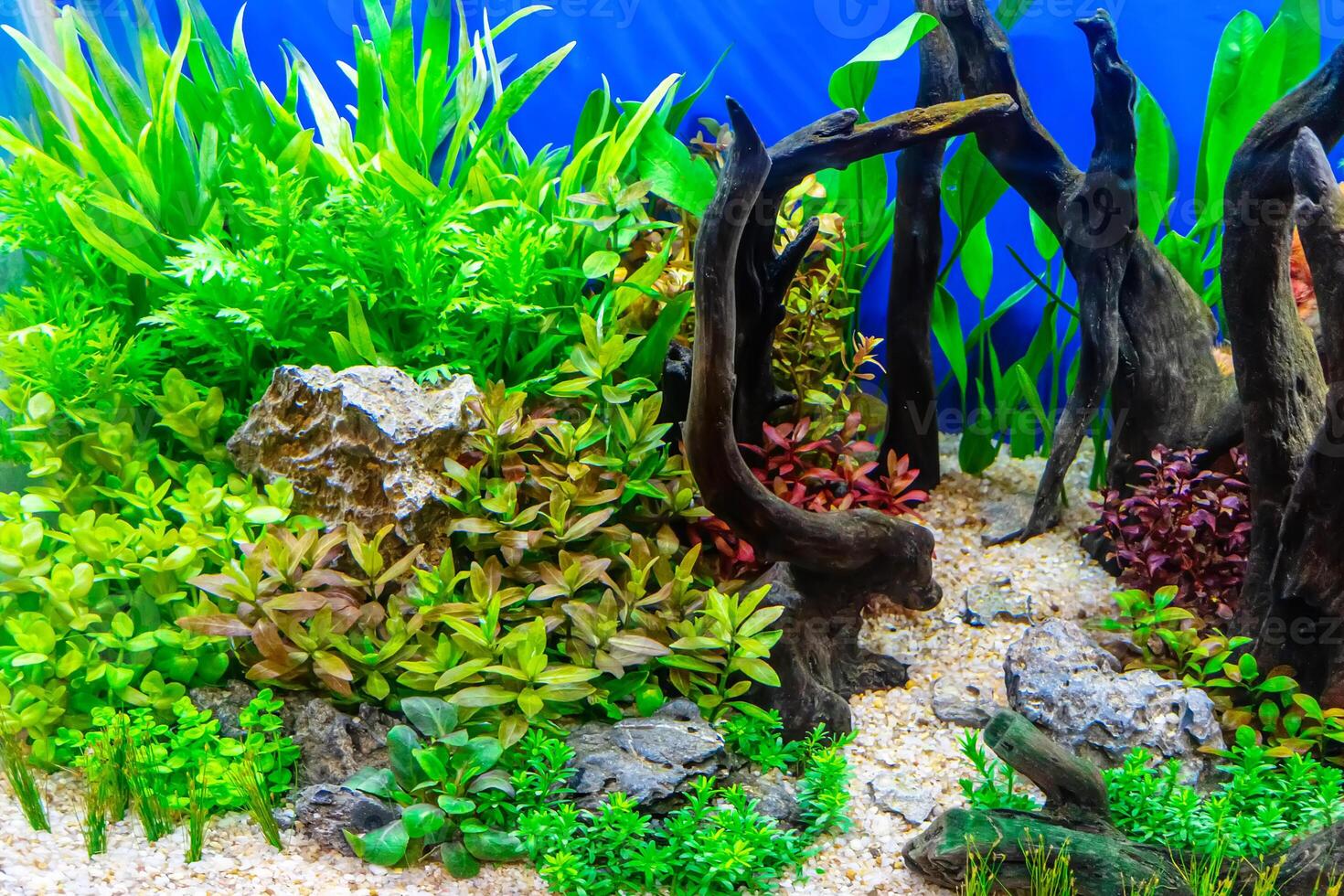 Tropical freshwater aquarium photo