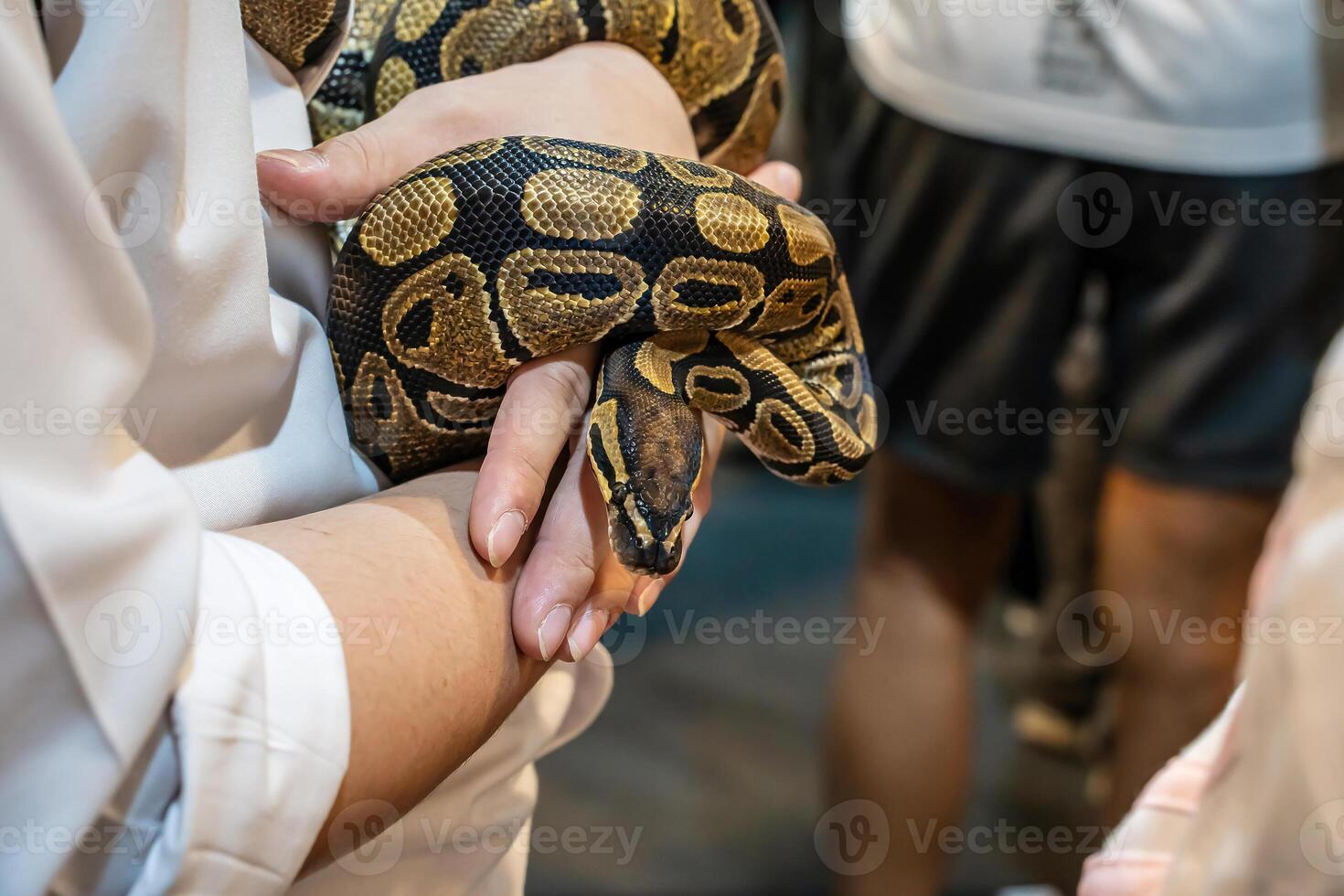 Ball python on people's hand. It's a popular pet in Thailand. photo