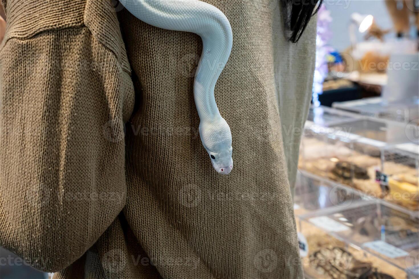The snake slithering on a body of person. It's a popular pet in Thailand. photo
