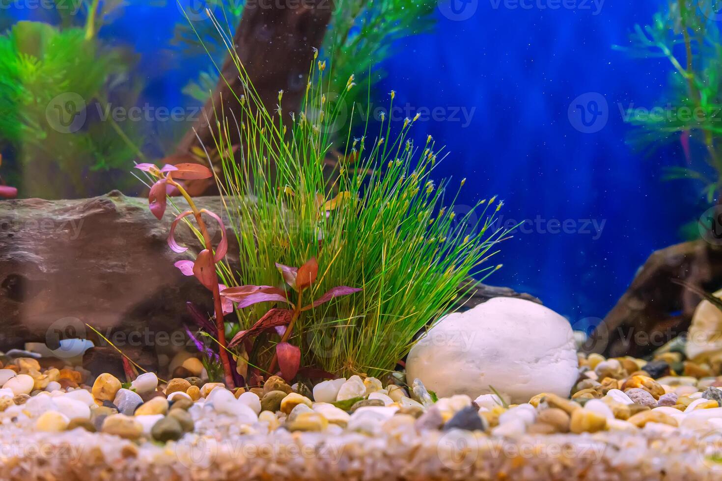 Tropical freshwater aquarium photo