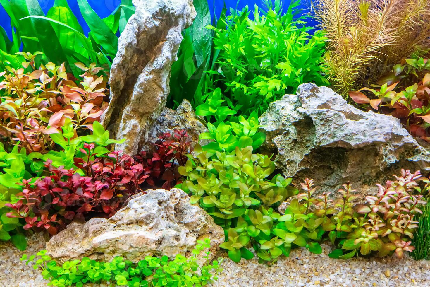 Tropical freshwater aquarium photo