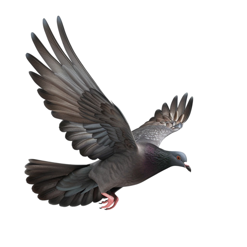 Flying Pigeon with Wings Spread on transparent background png