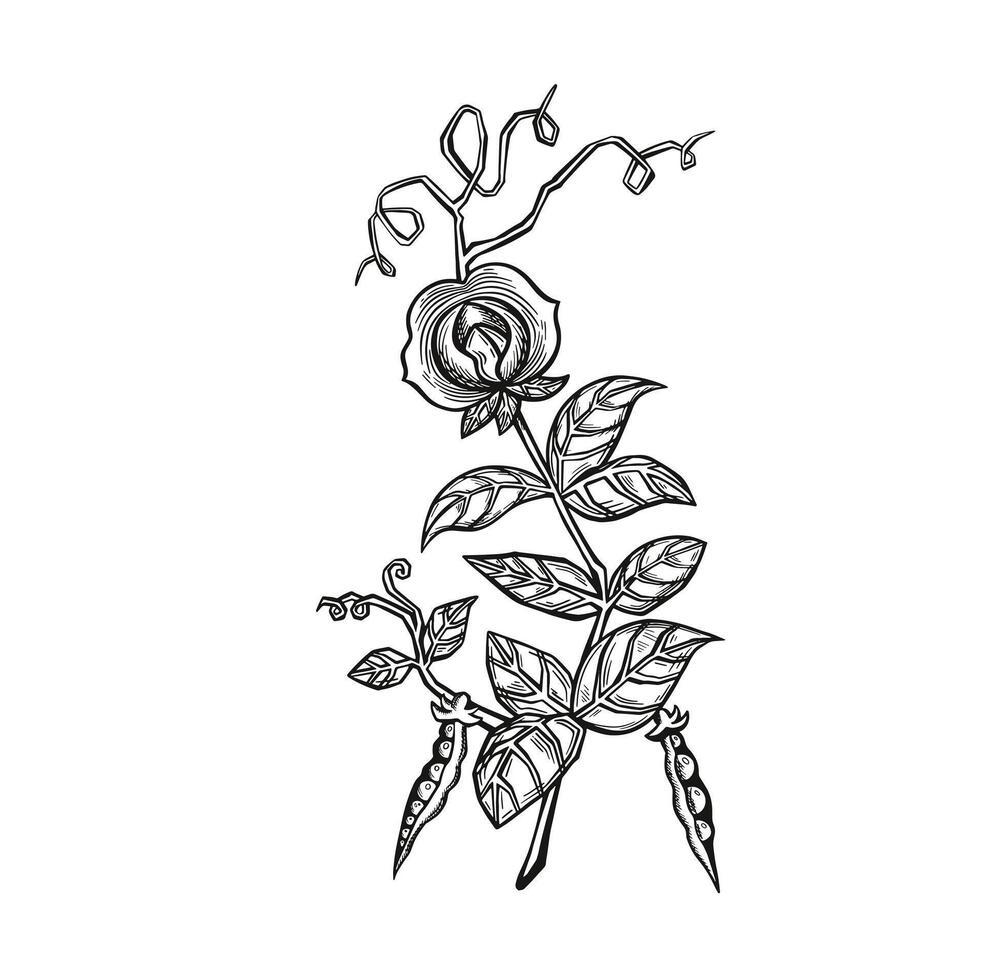 Soybean or pea sprouts with pods, flowers and seeds, linear illustration vector