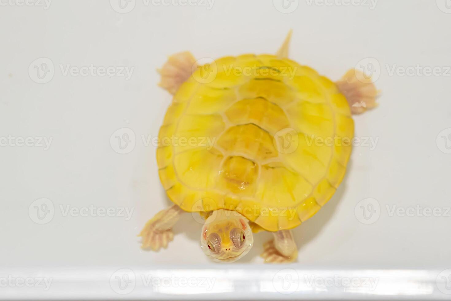 Turtles for raising awaiting sale. It's a popular pet in Thailand. photo