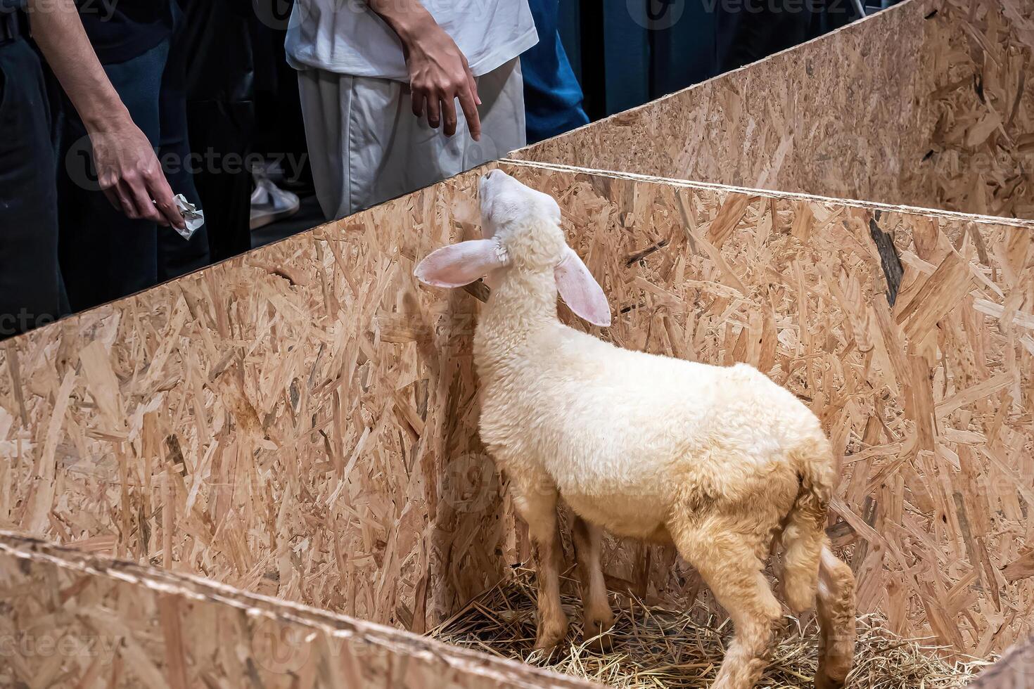Sheep in the stall photo
