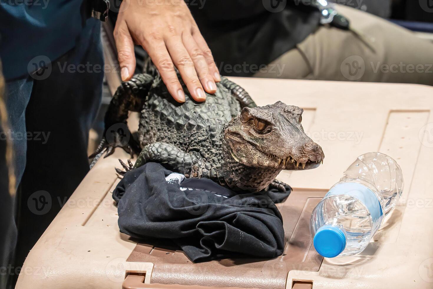 Dwarf crocodile is the smallest type of crocodile in the world. photo