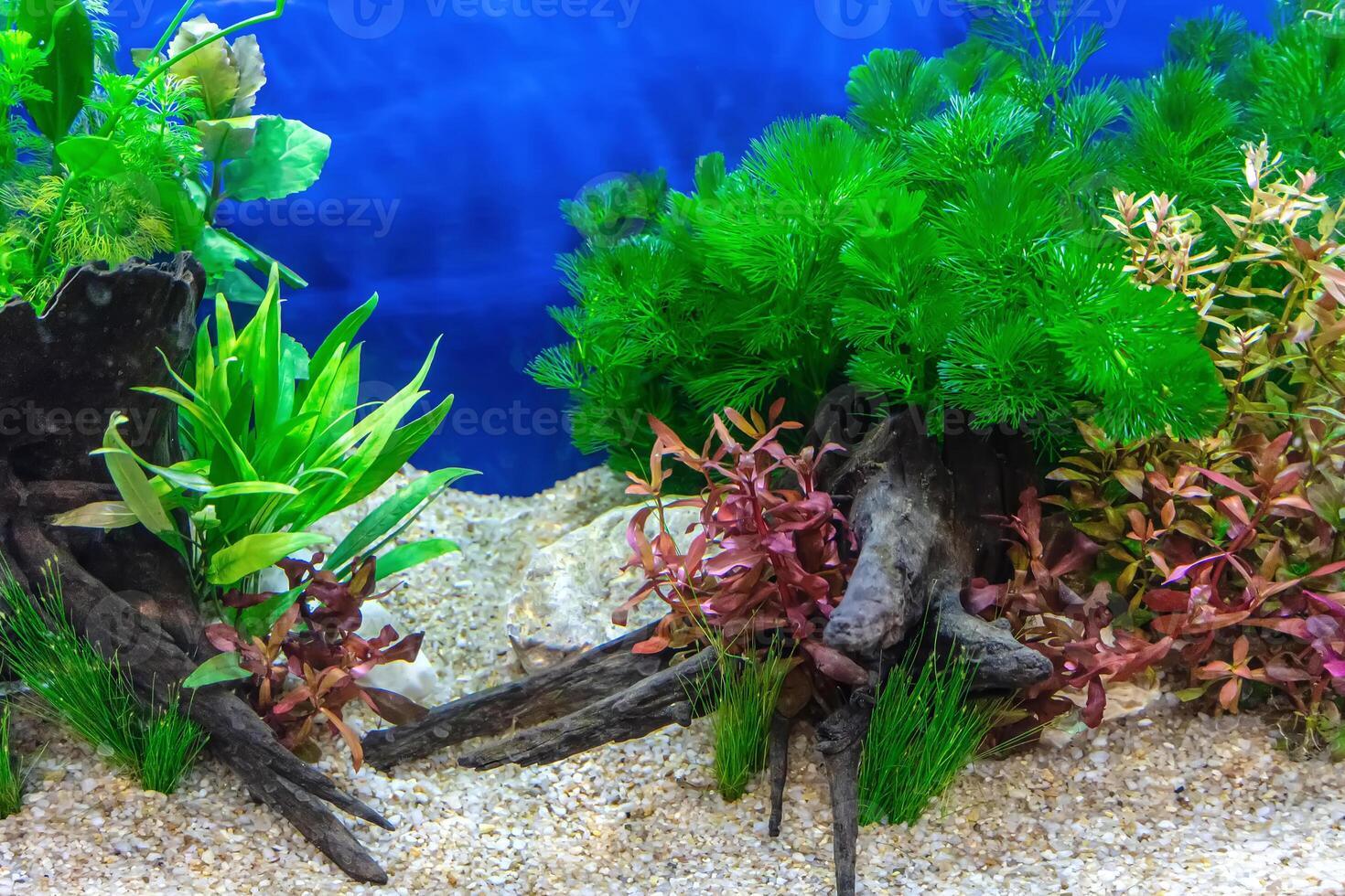 Tropical freshwater aquarium photo