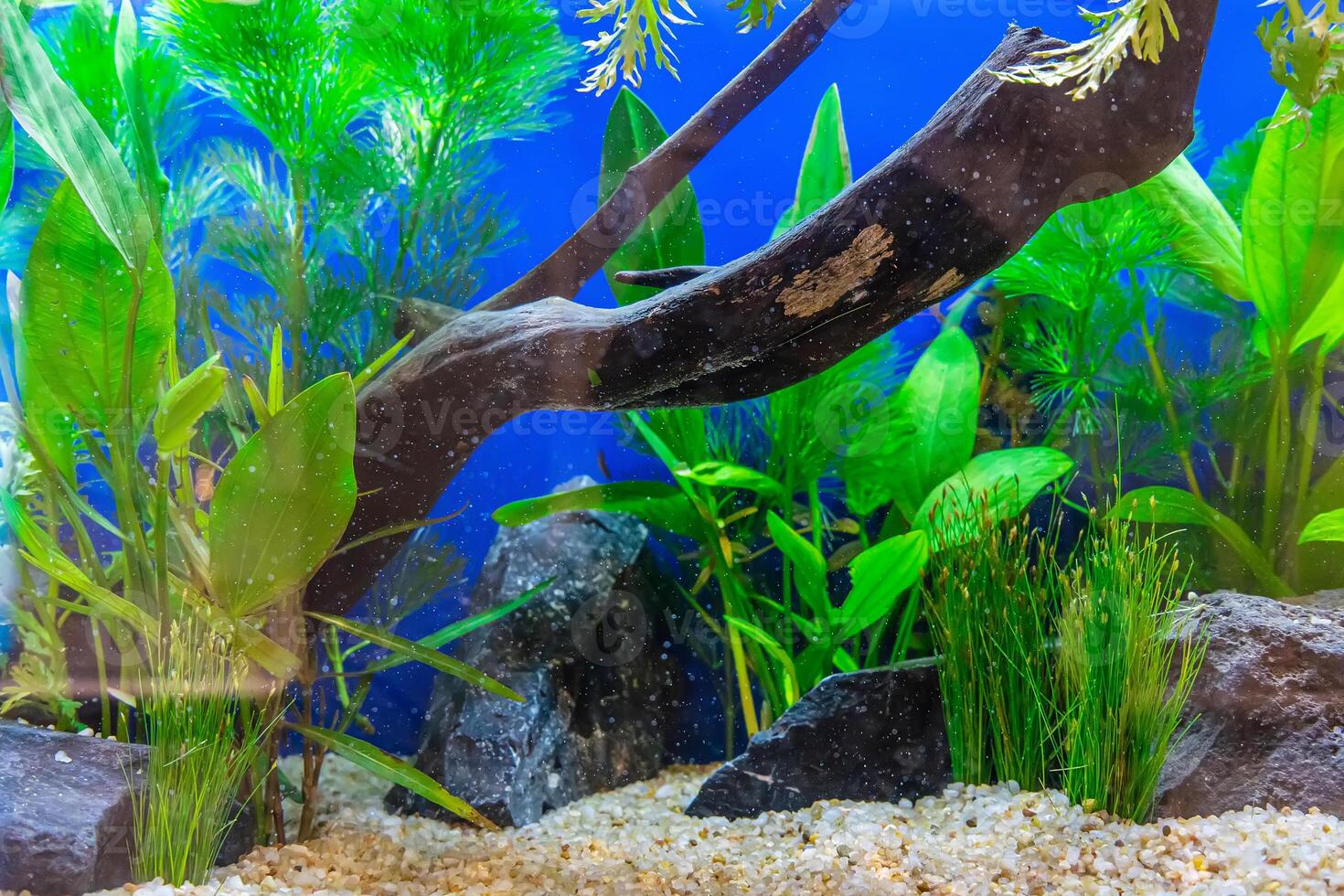 Tropical freshwater aquarium photo