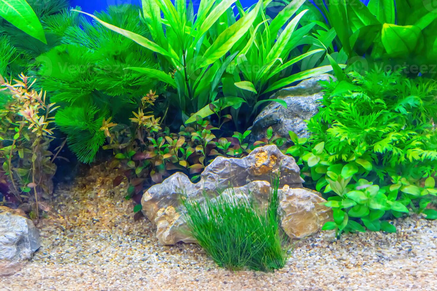 Tropical freshwater aquarium photo