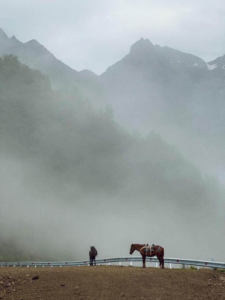 A horses standing and mountain with the mist. photo