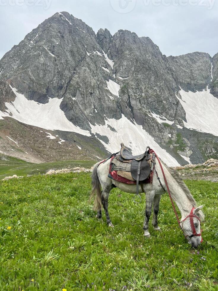 The horse eating grass mountain background. photo