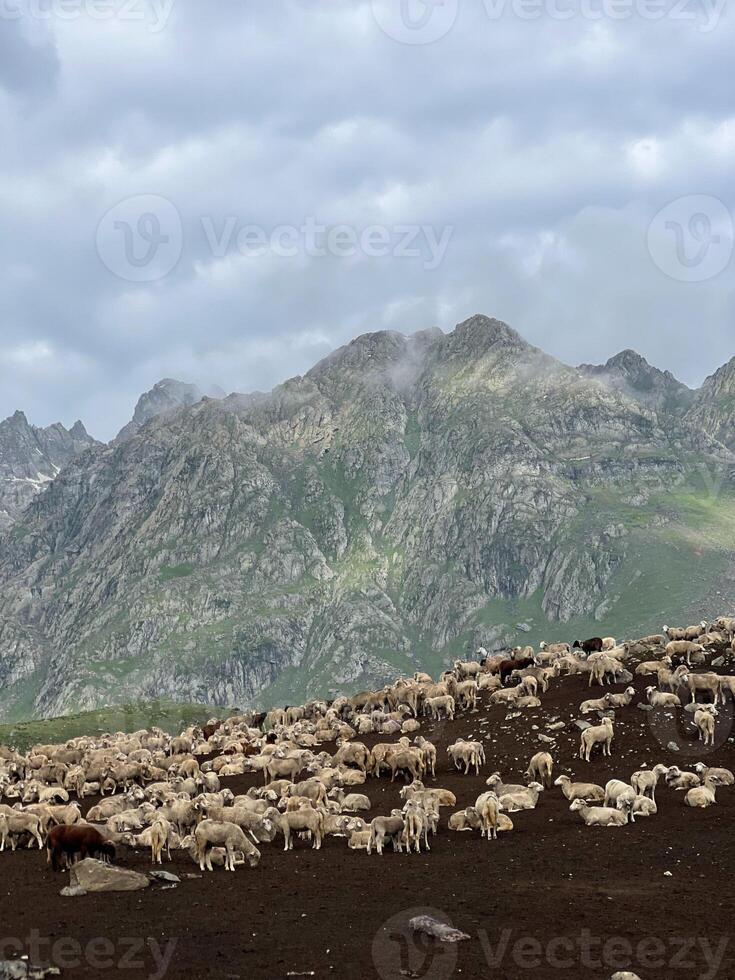 The flock of sheep on the top of Himalayas Mountain. photo