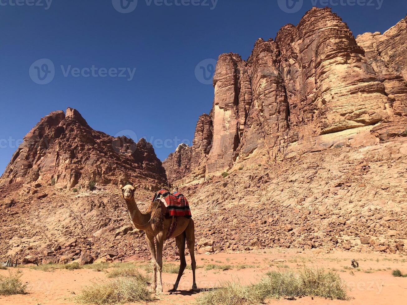 A camel standing in front of rock mountain. photo