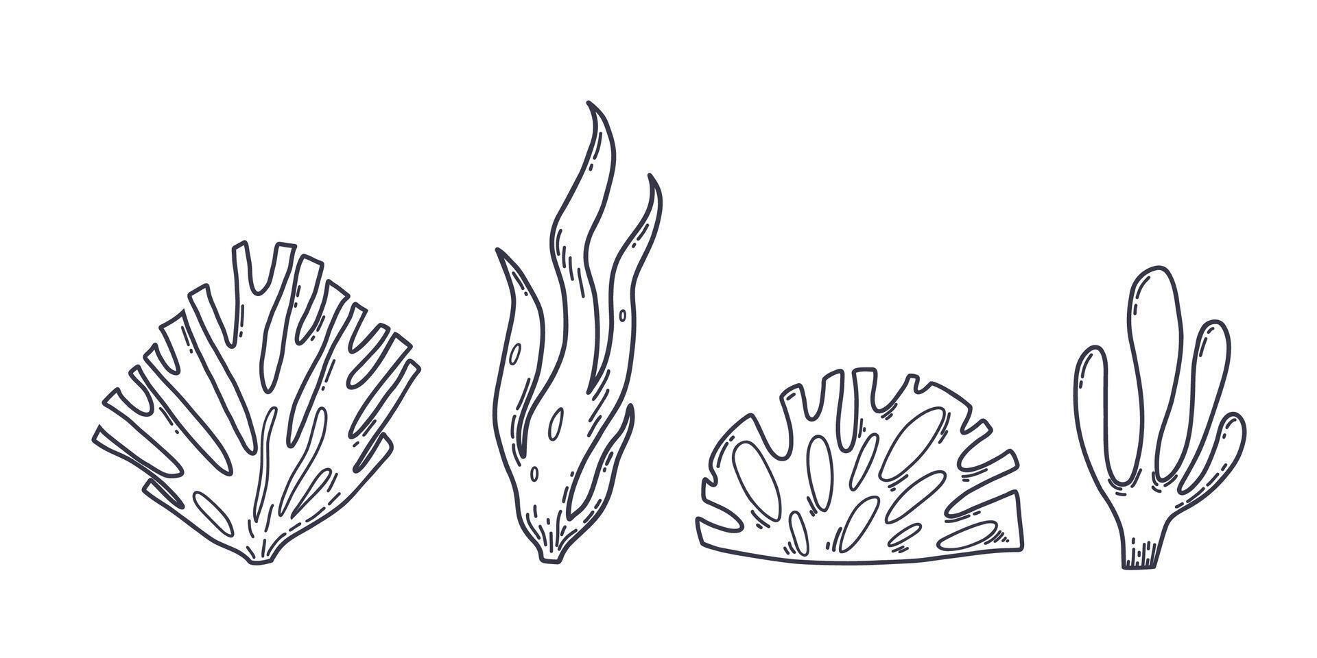 Set of underwater Seaweeds. Hand drawn illustration of algae in outline style on white isolated background vector