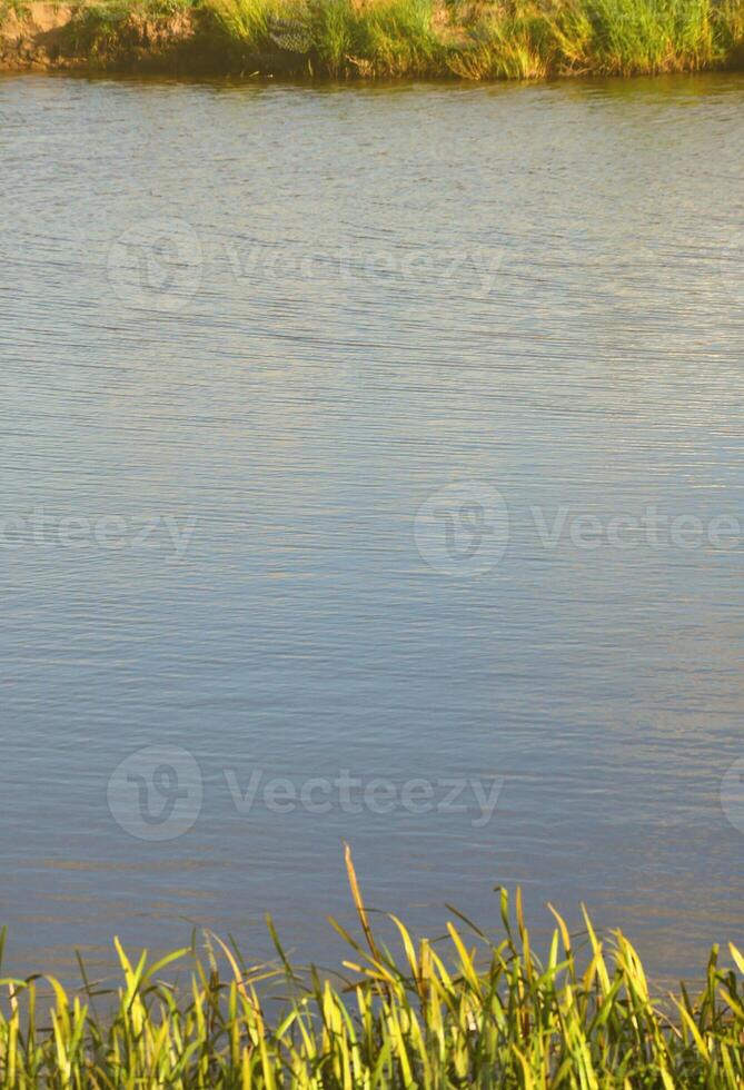 A lot of stems from green reeds grow from the river water. Unmatched reeds with long stems photo