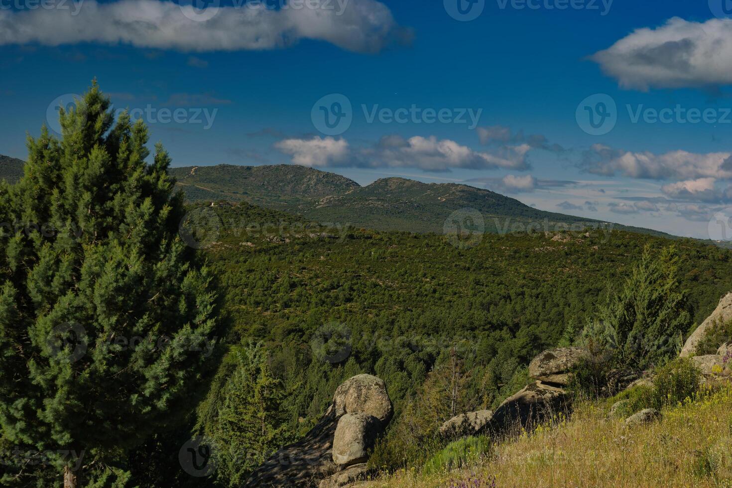 mountains, landscape, view, nature, plants, spring, sunny, flora photo