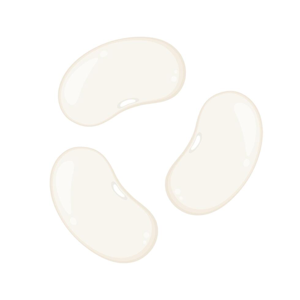 White kidney beans . White kidney beans on white background. vector