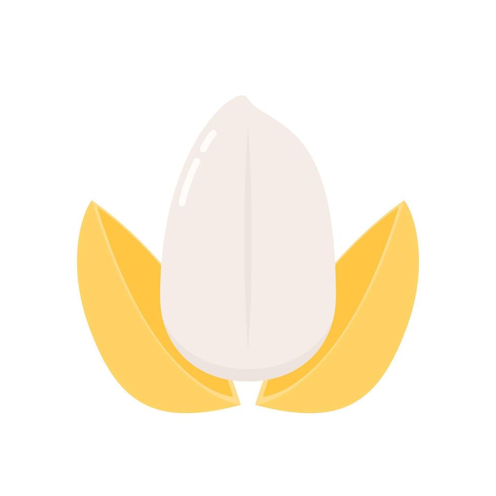 Rice seed . Rice seed on white background. paddy. vector