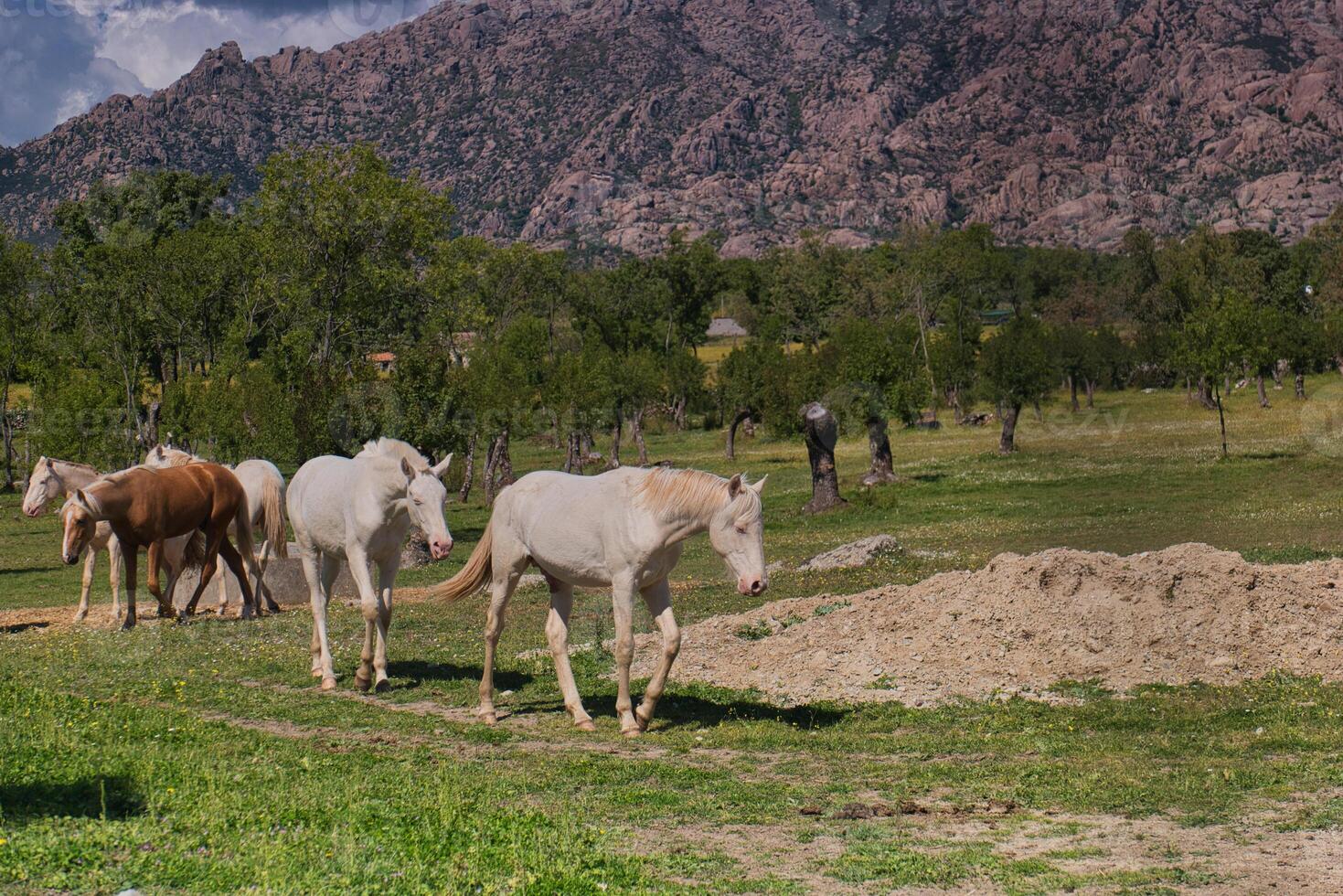 horse, animal, nature, plants, spring, sunny, mountains, landsca photo