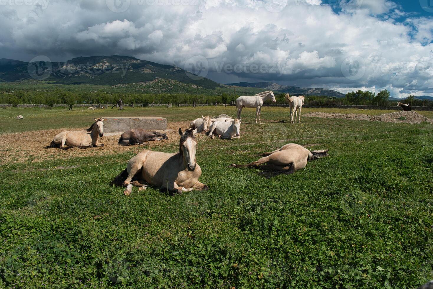 horse, animal, nature, plants, spring, sunny, mountains, landsca photo