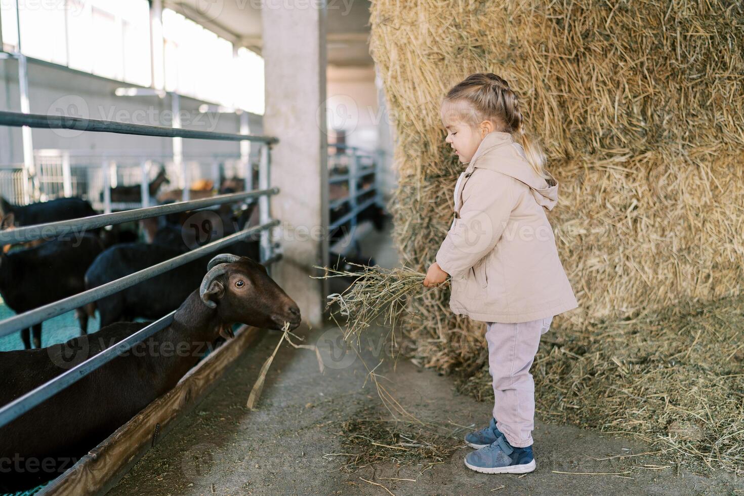 Little girl feeding hay to a brown goat in a pen while standing near a haystack on a farm photo