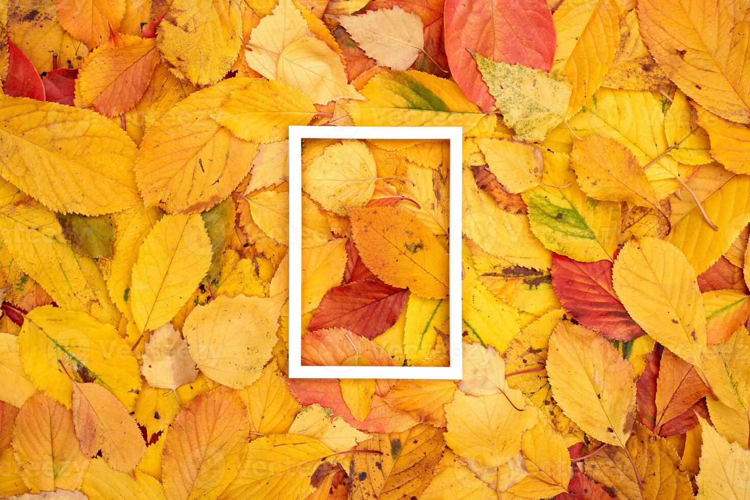 Hollow white vertical frame on the background of autumn leaves photo