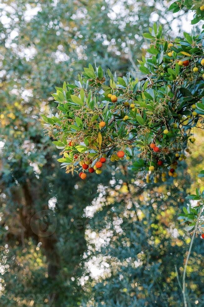 Green branches with red and yellow fruits on a strawberry tree photo