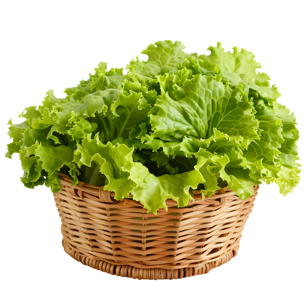 Wicker basket with fresh lettuce png