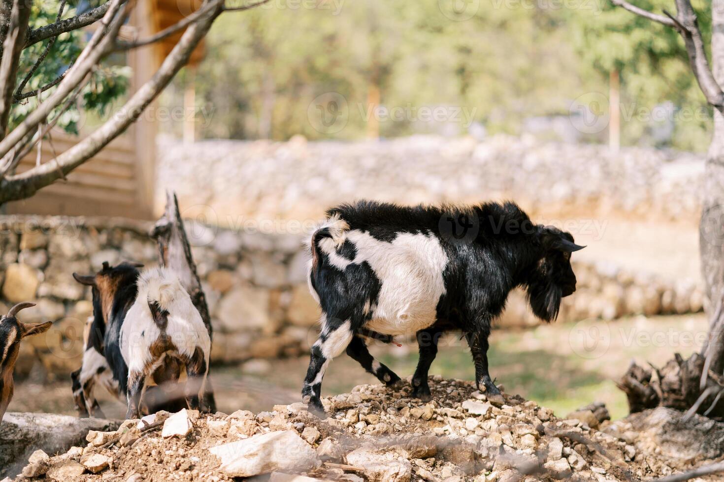 Black and white fluffy goats walk along a stone hill in the park photo