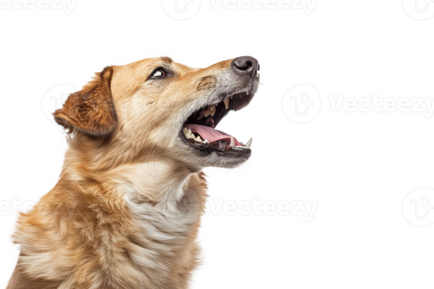 Aggressive Dog Barking with Bared Teeth png