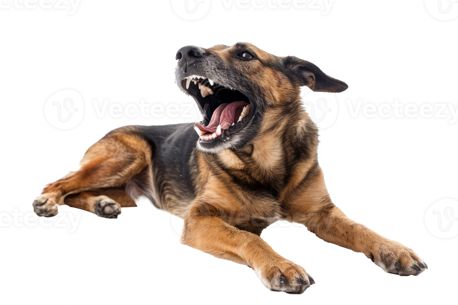 Aggressive Dog Barking with Bared Teeth png