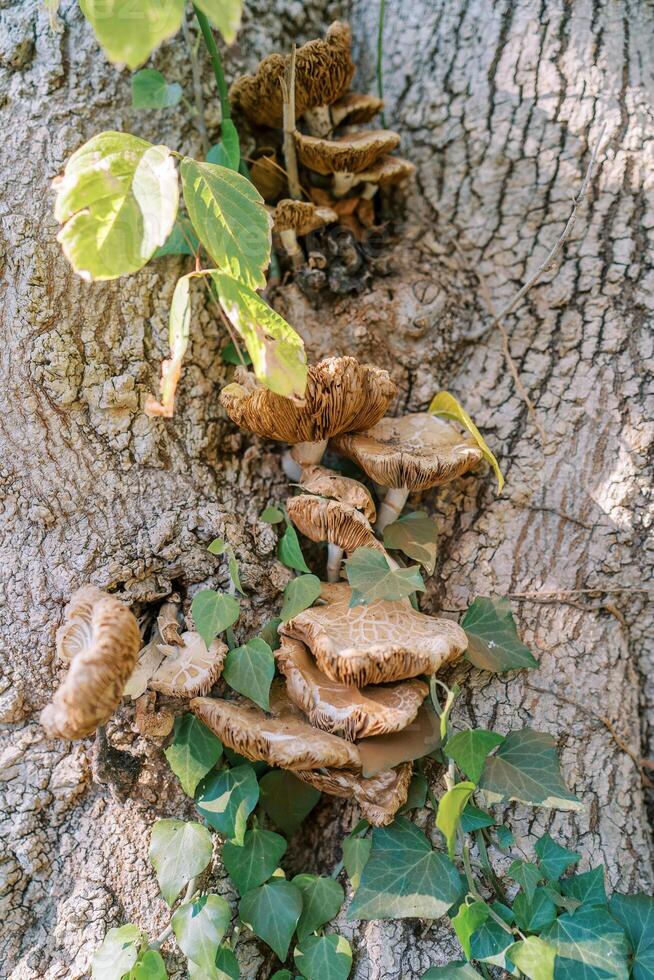 Polypores entwined with green ivy grow on a tree trunk in the forest photo