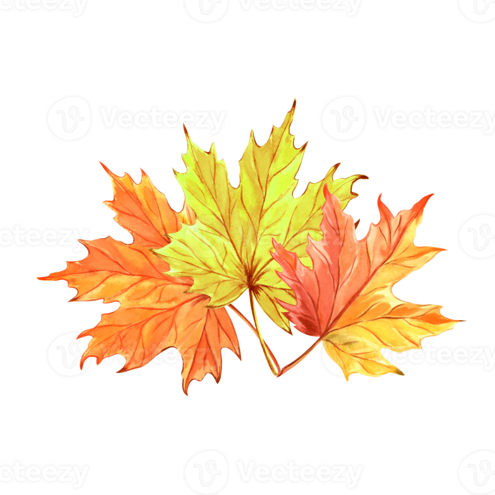 Autumn maple leaves. Golden autumn foliage. Hand drawn watercolor illustration, isolated. Forest and park plants, Canadian nature concept. clipart for advertising, invitations, stickers, embroidery. png