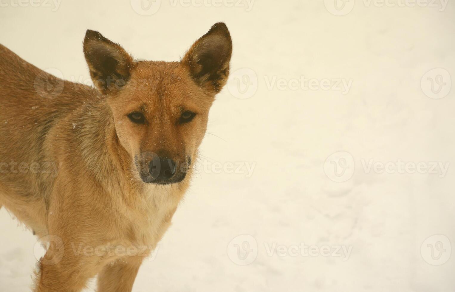 A stray homeless dog. Portrait of a sad orange dog on a snowy background photo
