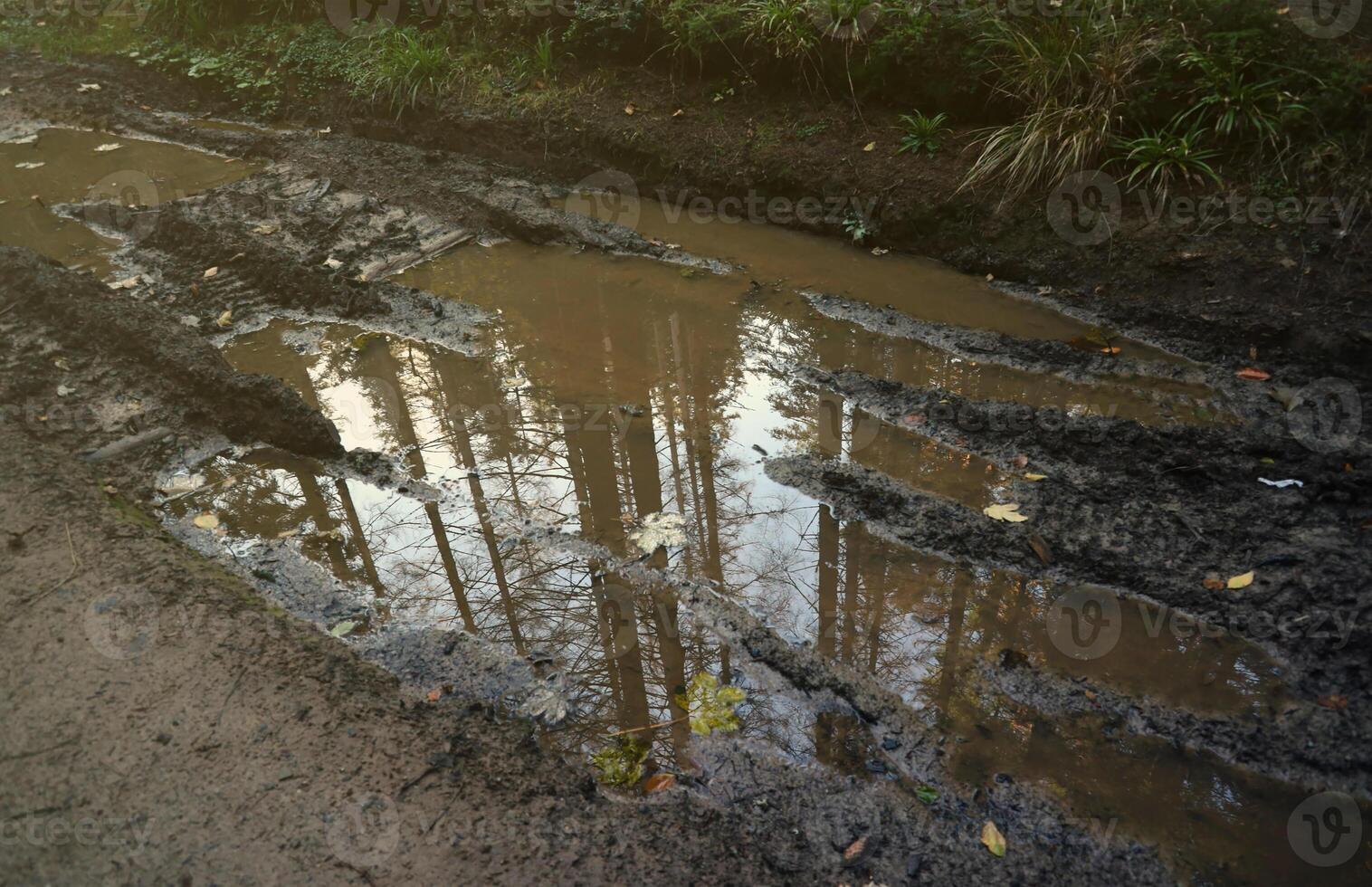 Muddy tracks with puddles on wet muddy surface in forest path photo