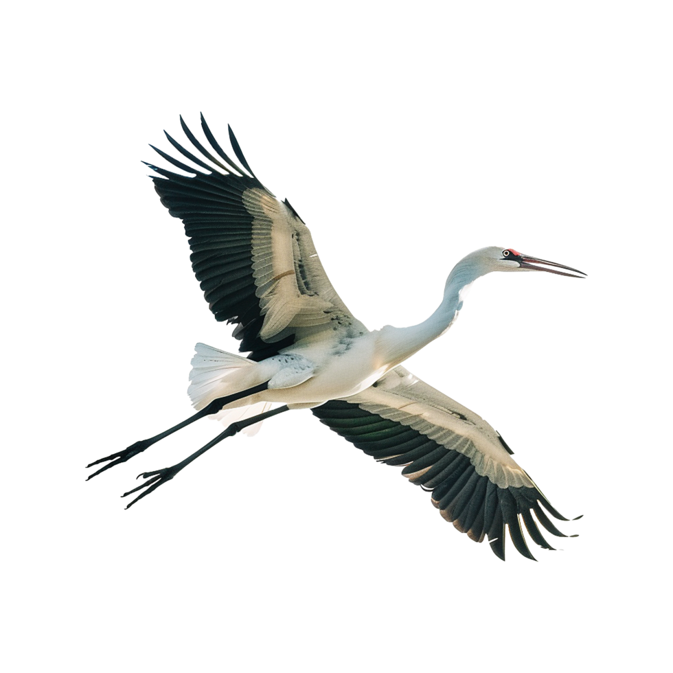 Migratory Bird isolated on transparent background png